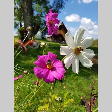 Log Uvac Casa vacanze *